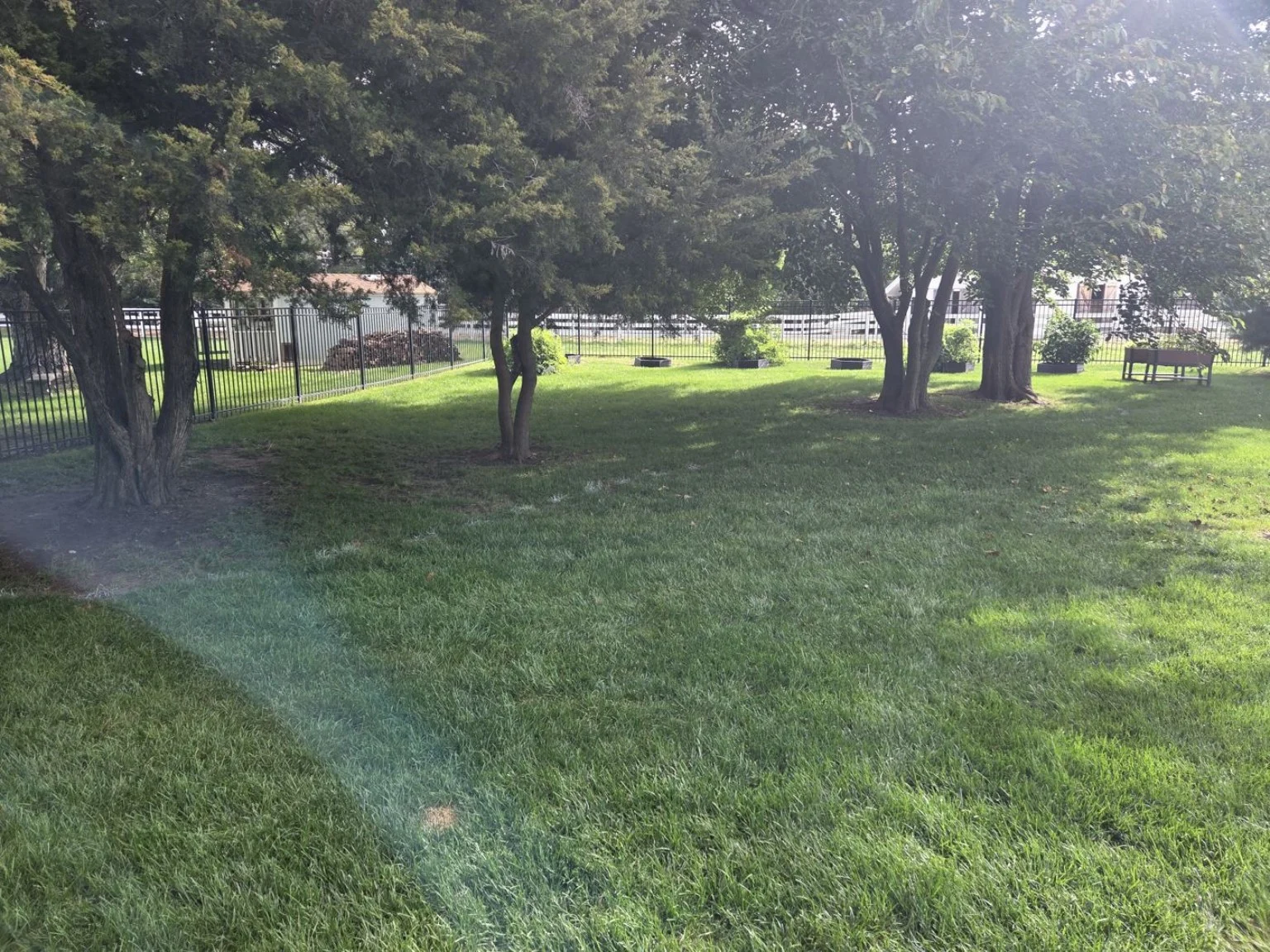 Backyard lawn beneath mature trees before an Elkhorn landscape bed renovation