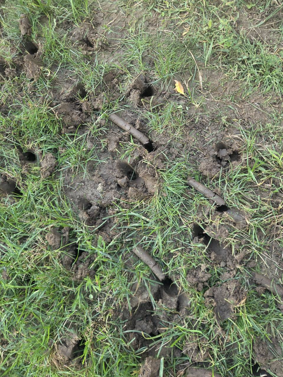 Core aeration holes and soil plugs in a Xscapes lawn-care job